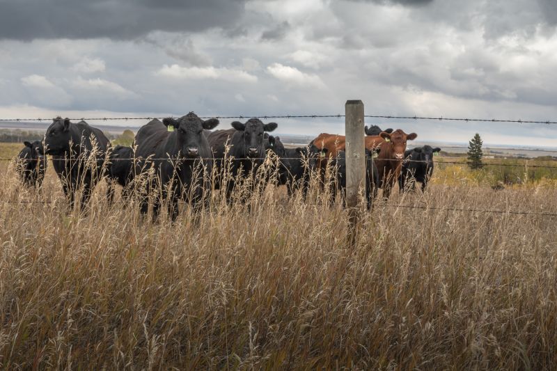 Livestock Fencing Installation
